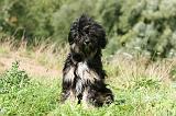 TERRIER DU TIBET 122